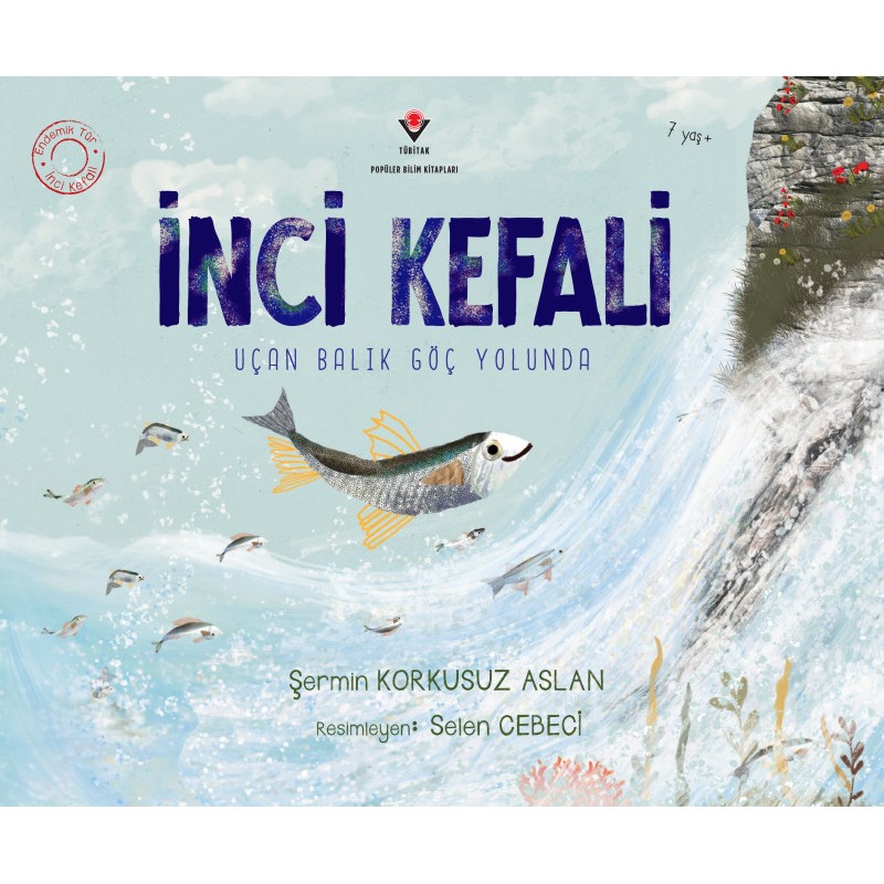 İnci Kefali İnci Kefali