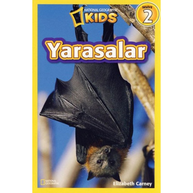 Yarasalar - Seviye 2 Yarasalar - Seviye 2
