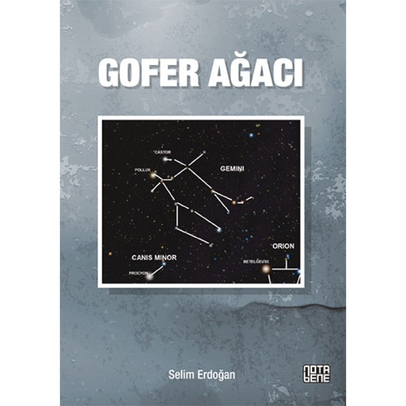 Gofer Ağacı Gofer Ağacı